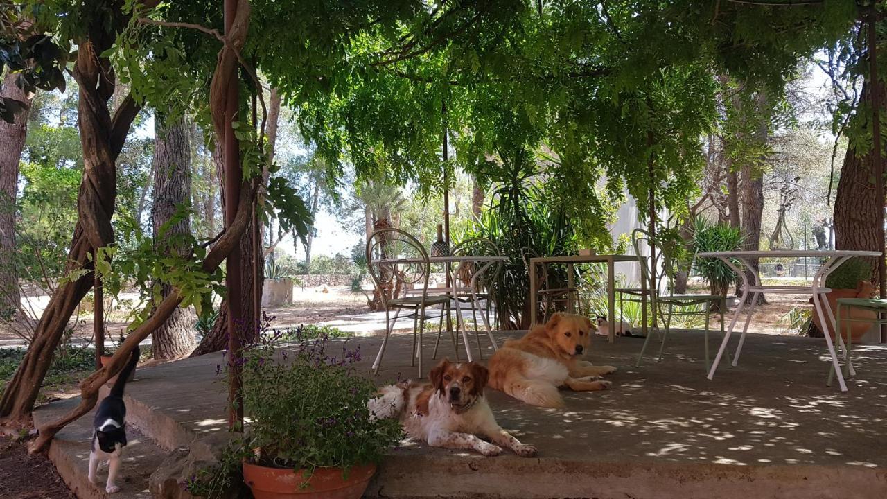 Country house Petra - *